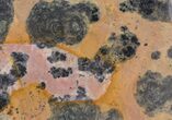 Polished, Paleoproterozoic Stromatolite (Pilbaria) - Australia #65497-1